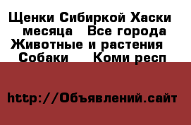 Щенки Сибиркой Хаски 2 месяца - Все города Животные и растения » Собаки   . Коми респ.